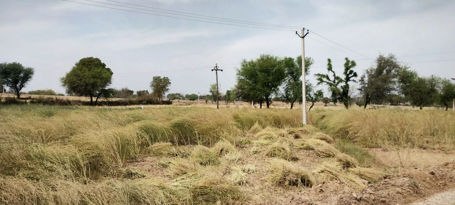Bamni Khera, Rajasthan 301026, India