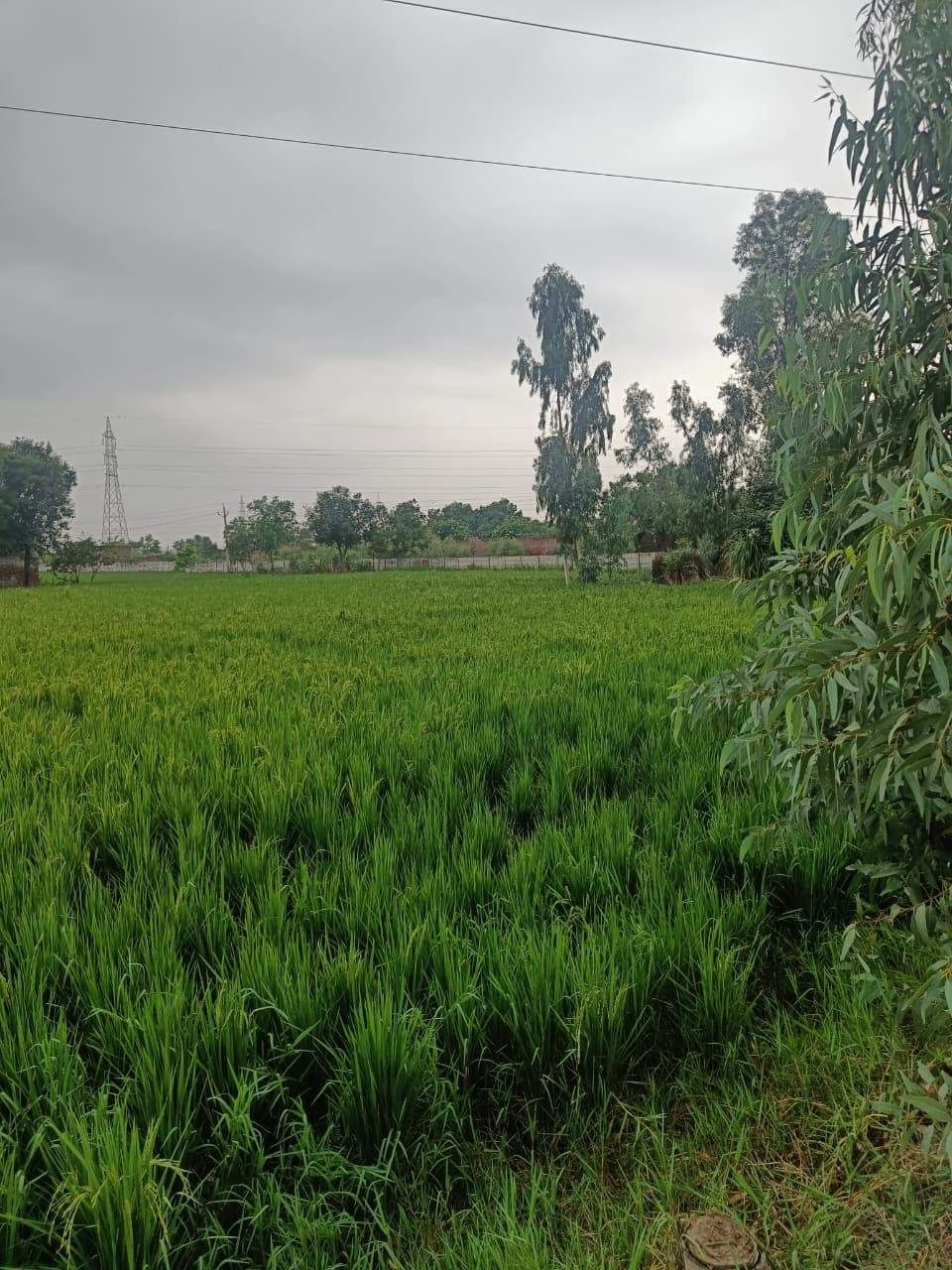 Baraka, Palwal, Uttar Pradesh, India