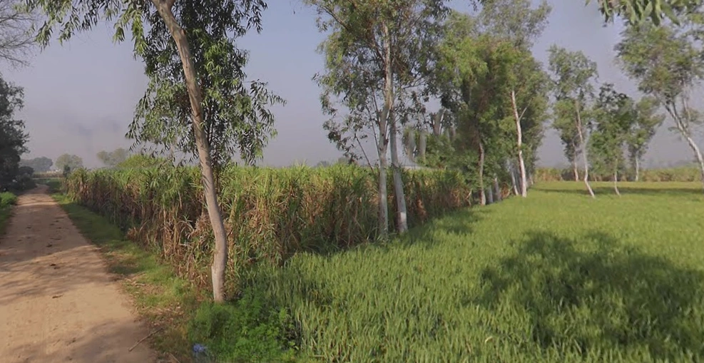 Khedi Manihar, Uttar Pradesh 250401, India