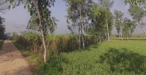 Khedi Manihar, Uttar Pradesh 250401, India preview 2