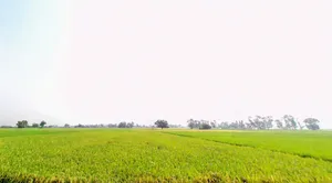 XPCV+CHH, Fullidumar Rd, Rata, Bihar 813207, India preview 2