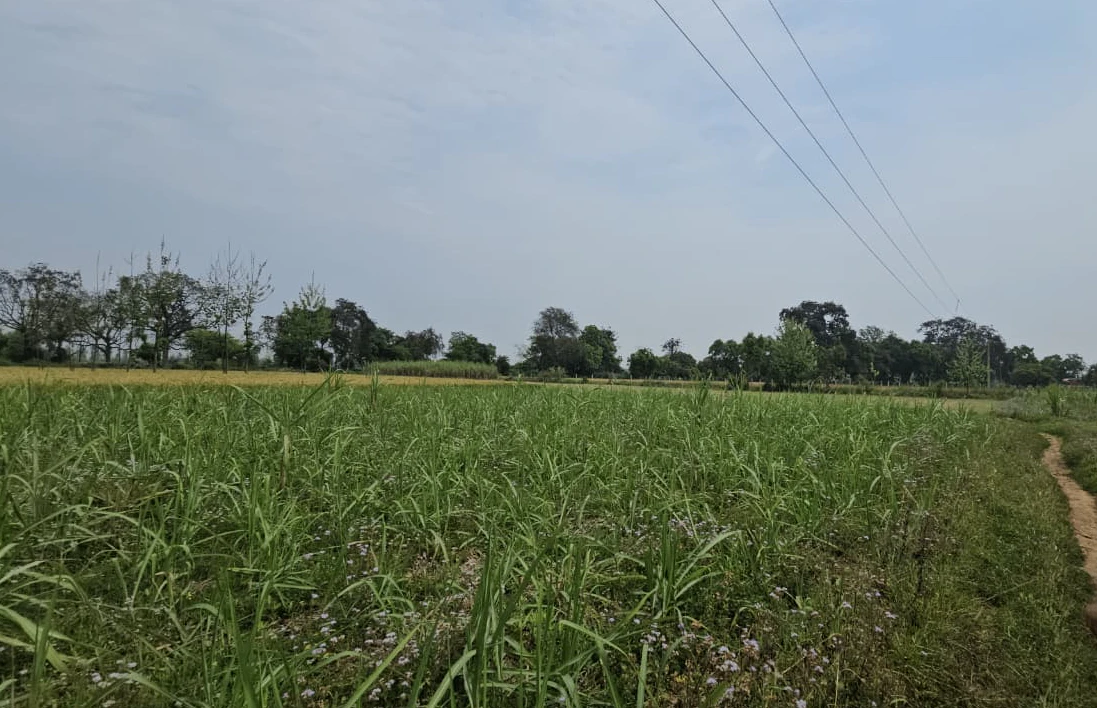 4G3H+98 Tappa Khera, Sri Muktsar Sahib, Punjab, India