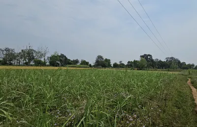 4G3H+98 Tappa Khera, Sri Muktsar Sahib, Punjab, India preview 3