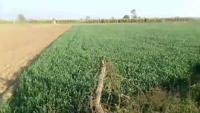 4773+7Q5, Baraut, Uttar Pradesh 250611, India