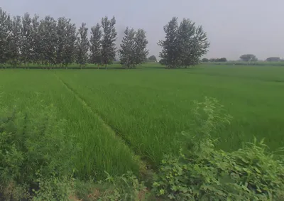 Naiphal Urf Uchangaon, Uttar Pradesh 203131, India preview 3