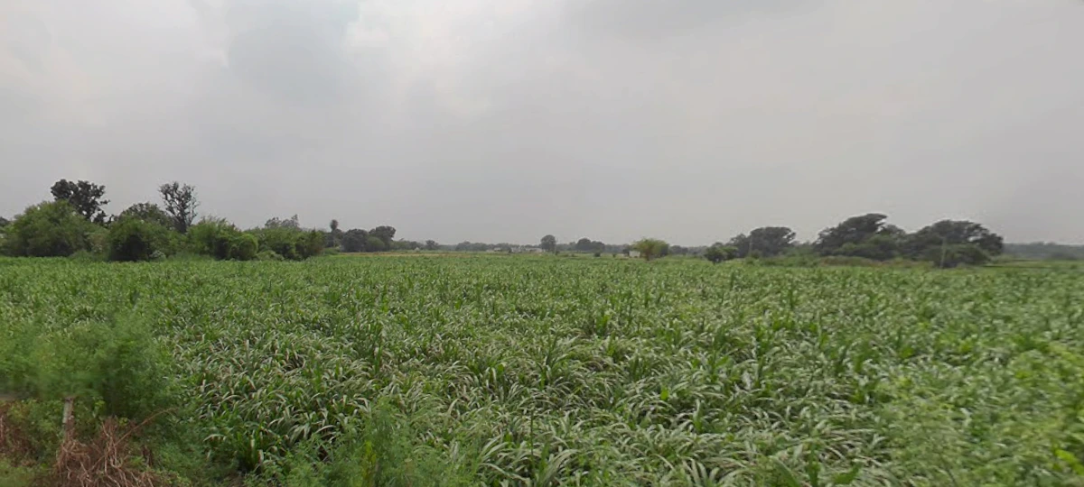 RPJM+G2Q, Paroul, Punjab 140901, India