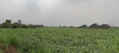 RPJM+G2Q, Paroul, Punjab 140901, India preview 2