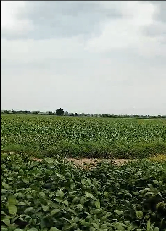 H4J8+W4P, Ratlam, Sada Khedi, Madhya Pradesh 457226, India