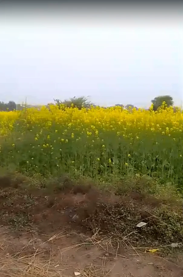 5Q45+P8W, Rewa Rd, Prayagraj, Patel Nagar, Uttar Pradesh 212106, India