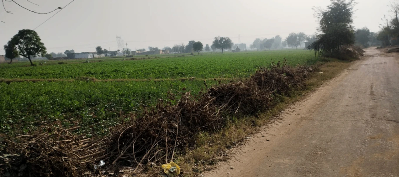 RGXQ+XXG, Pur, Lilas, Haryana 127046, India