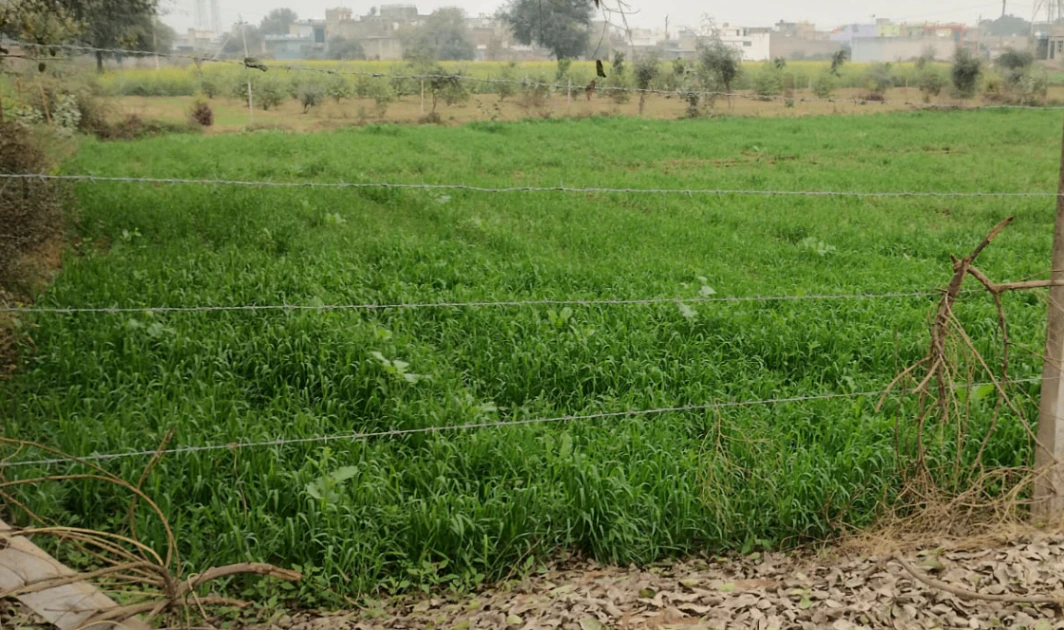 Morinda - Chunni Rd, Bhateri, Punjab, India