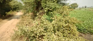 Deeg, Rajasthan 321203, India preview 3