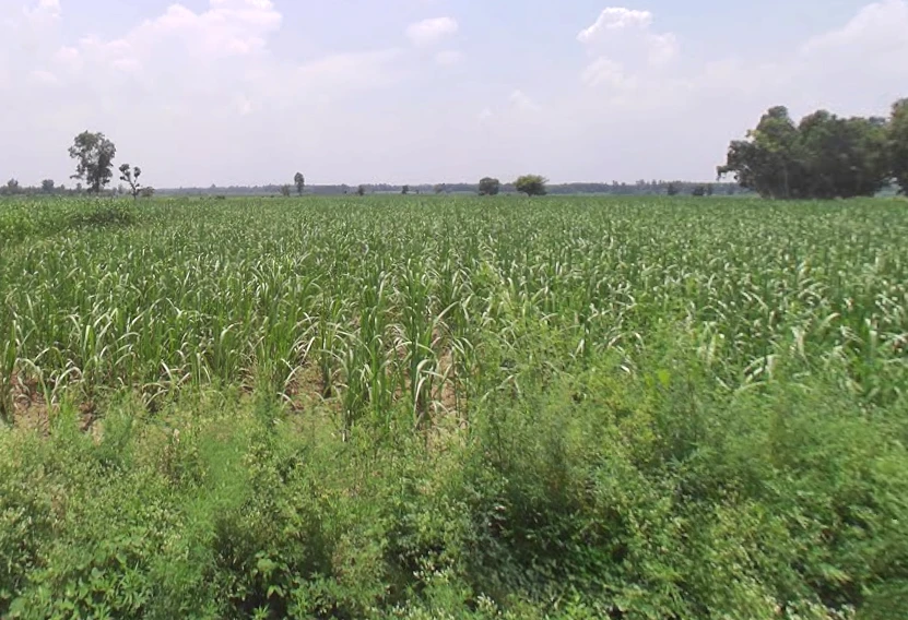 Satpura, Uttar Pradesh 247129, India