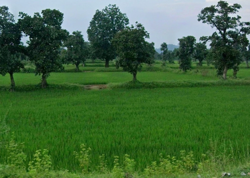 Kurud, Chhattisgarh 493663, India
