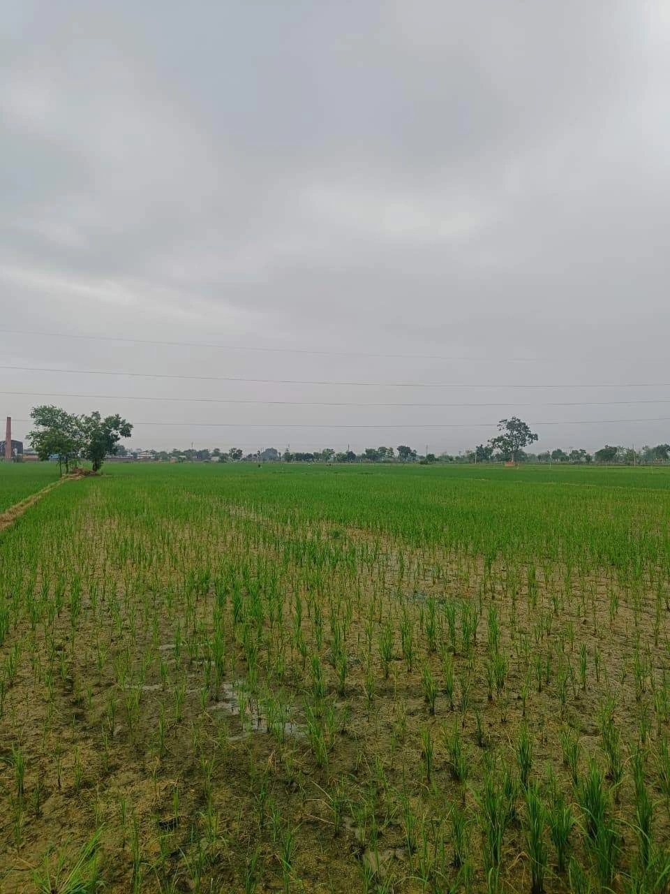 Bukharari, Mathura, Uttar Pradesh, India
