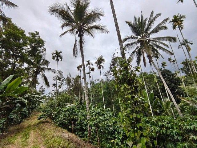 M6X8+4CF, Vakery, Irulam, Kerala 673592, India
