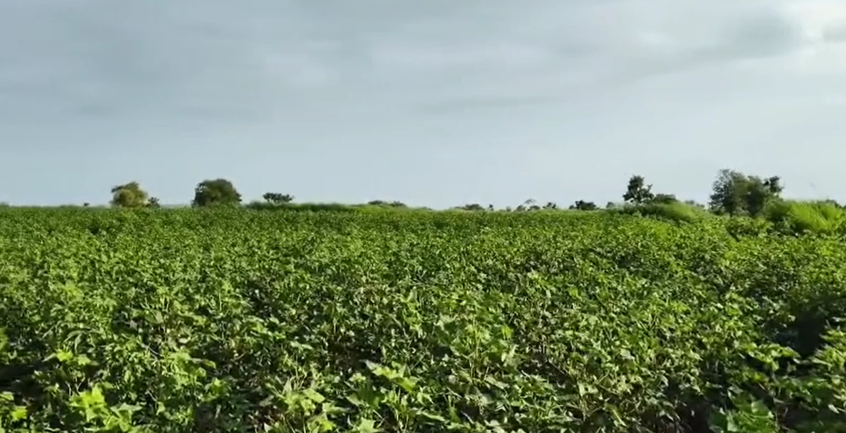 9RQH+893, Vikarabad, Mailardevarampally, Telangana 501102, India