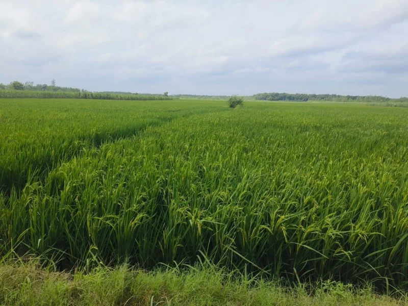 Sherpur, Uttar Pradesh 233234, India preview 2