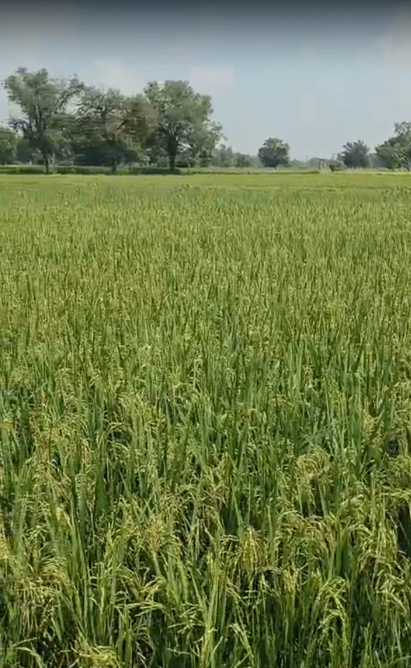 GMXX+WC Limbali, Anand, Gujarat, India