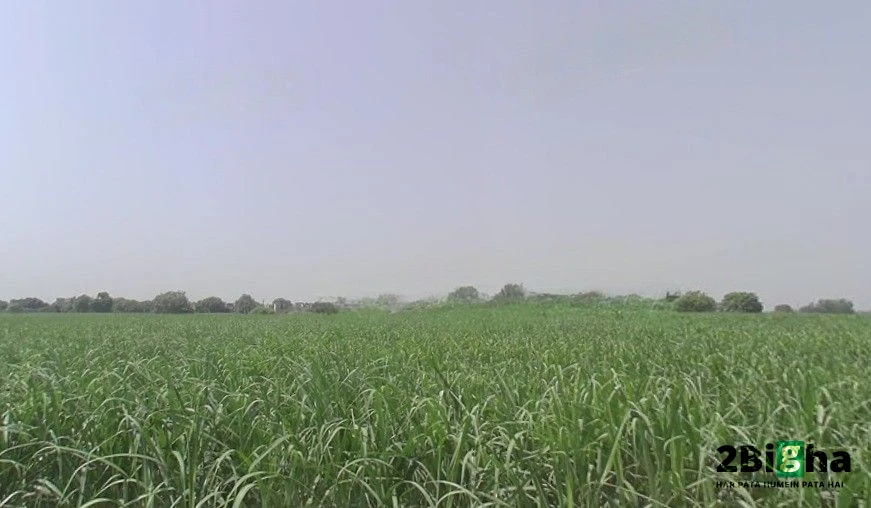 Pithlokar, Uttar Pradesh 250342, India
