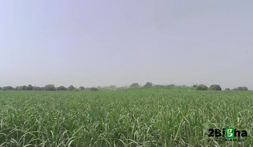 Pithlokar, Uttar Pradesh 250342, India