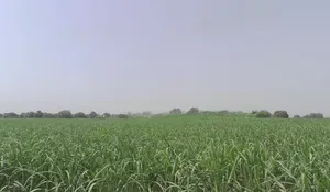 Pithlokar, Uttar Pradesh 250342, India preview 3