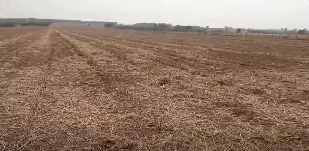 Roddam, Andhra Pradesh 515123, India