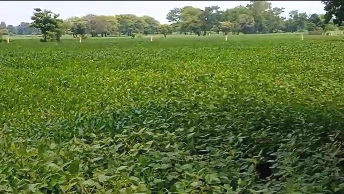 Ralayata Haibat, Madhya Pradesh 456550, India