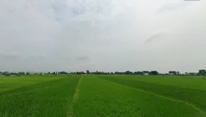 Makhdumpur, Bihar 804422, India preview 2