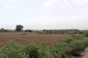 Kheri Bura, Haryana 127306, India preview 3
