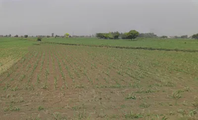 Daurala, Uttar Pradesh 250221, India preview 3
