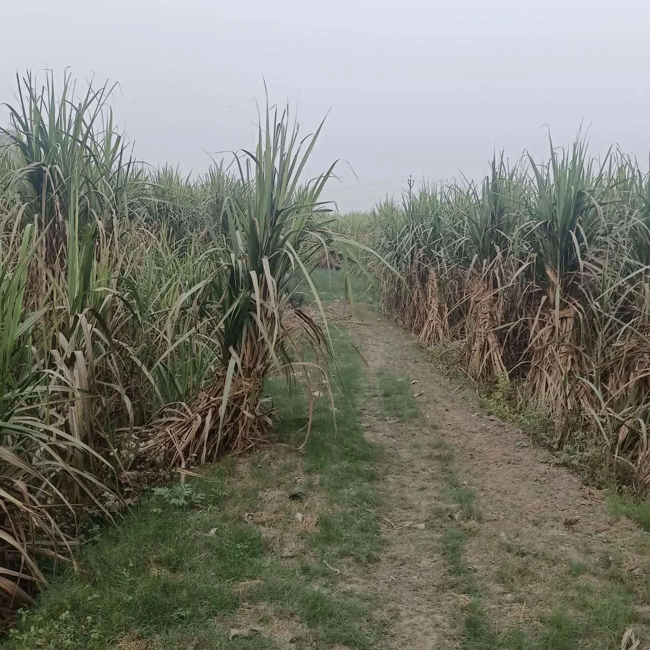 Boriguma, Odisha, India