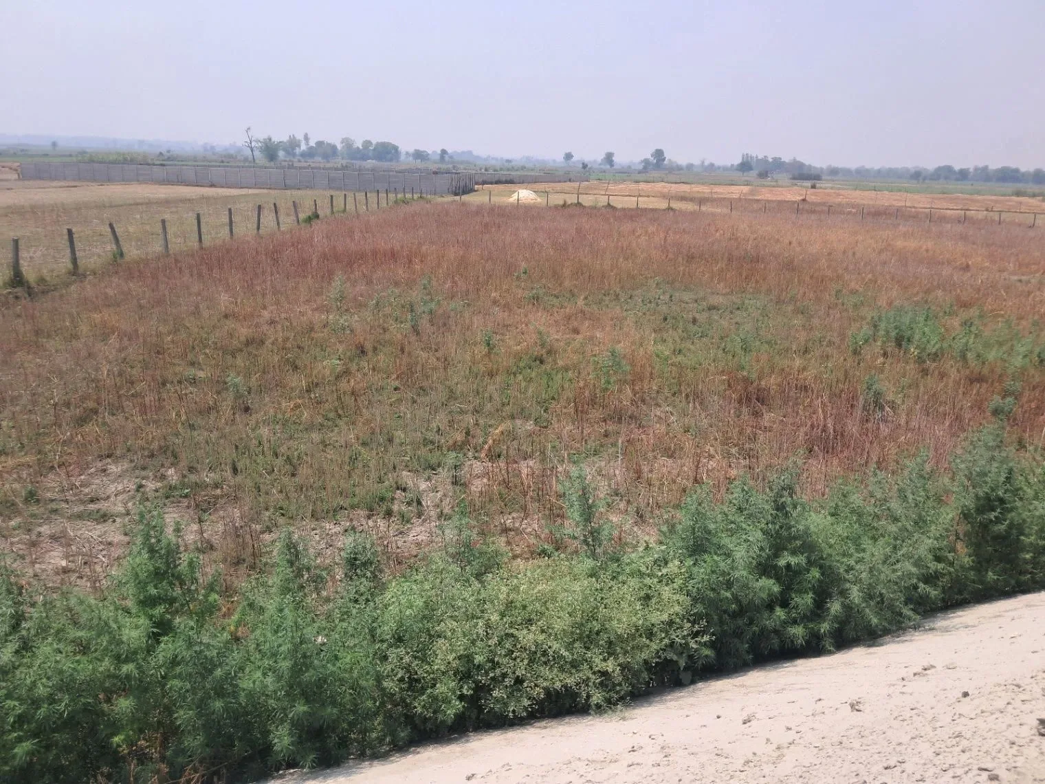 M67G+W2 Kachhauli, Uttar Pradesh, India