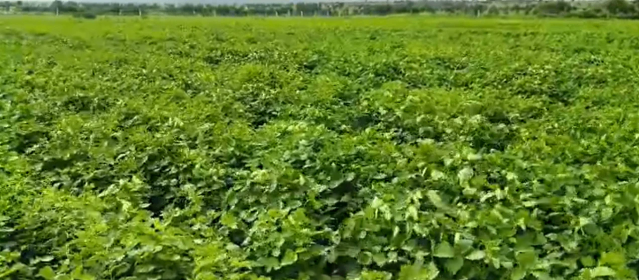 V4R3+GP Thirumalapur, Mahabubnagar, Telangana, India