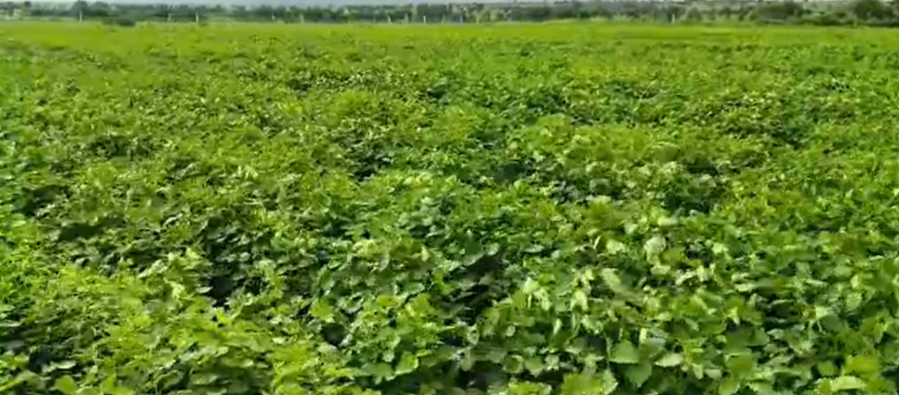 V4R3+GP Thirumalapur, Mahabubnagar, Telangana, India - Photo 2