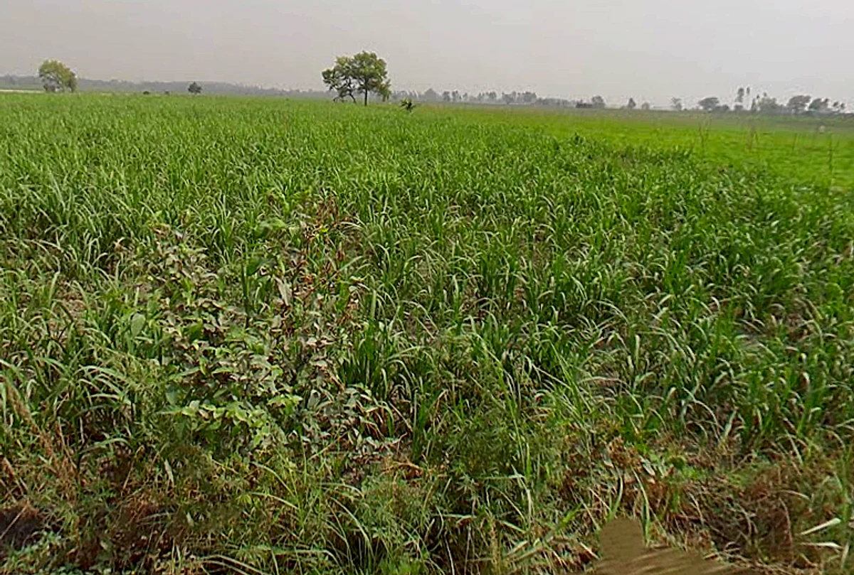 Hastinapur, Uttar Pradesh 250404, India