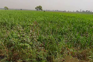 Hastinapur, Uttar Pradesh 250404, India preview 3