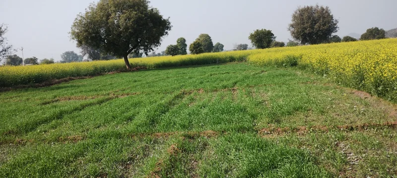 FR49+99M, Ghat, Rajasthan 301001, India preview 2