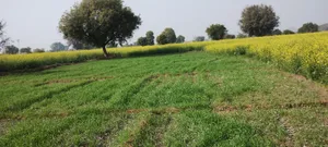 FR49+99M, Ghat, Rajasthan 301001, India preview 2