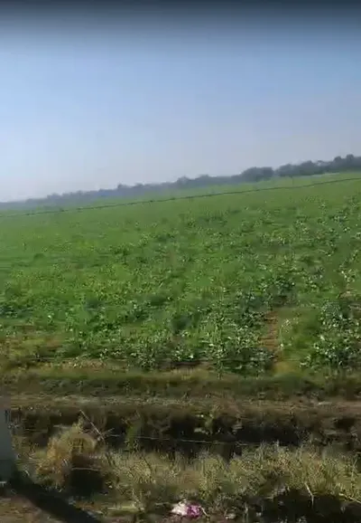 MWM8+JCP, Sadashivpura at Yarlipura, Rajasthan 303903, India preview 2