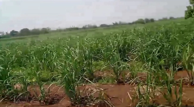 Sathwar, Telangana, India