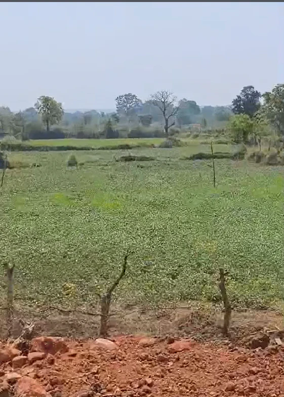 Mungwani, Narsinghpur, Madhya Pradesh 487001, India