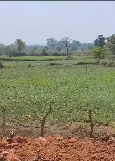 Mungwani, Narsinghpur, Madhya Pradesh 487001, India preview 2