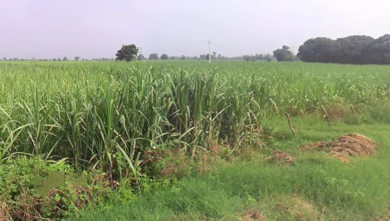 Bhaguwala, Uttar Pradesh 246749, India
