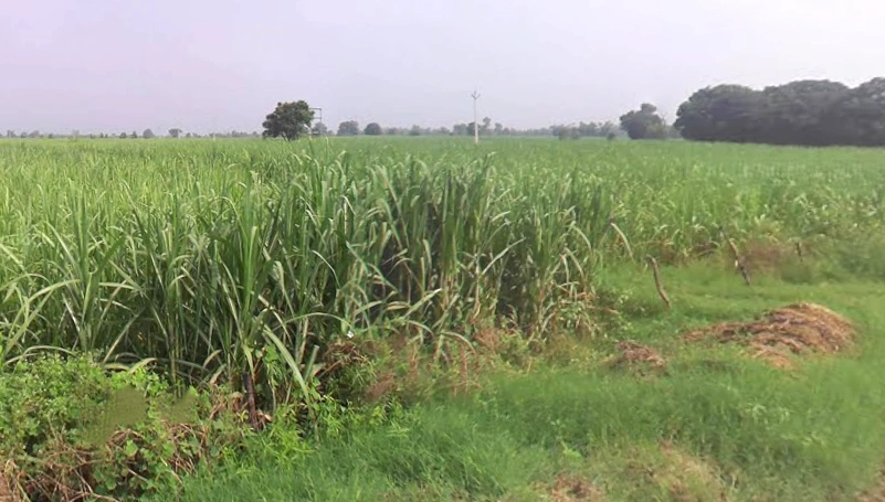 Bhaguwala, Uttar Pradesh 246749, India