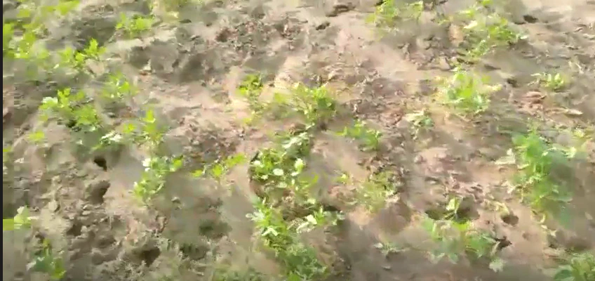 29WJ+RRR, Udasar, Bikaner, Panpalsar, Rajasthan 334022, India - Photo 3