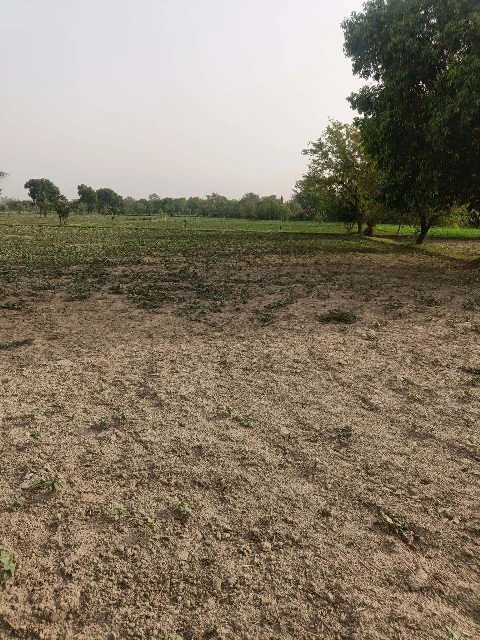 Aou, Rajasthan, India