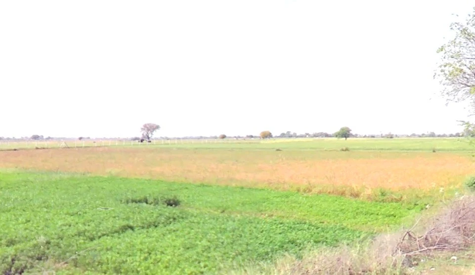 Tarawali, Madhya Pradesh 464551, India