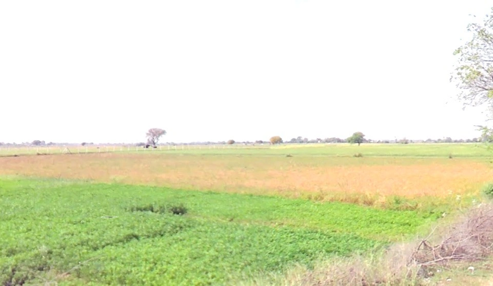 Tarawali, Madhya Pradesh 464551, India