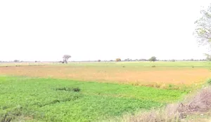 Tarawali, Madhya Pradesh 464551, India preview 2